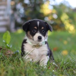 Dakota - Black and tan female Pembroke Welsh Corgi puppy in Sugarcreek, Ohio from Admar Canines