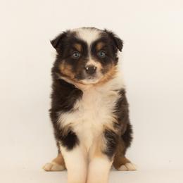 Juniper - Yellow Collar - Blue merle female Australian Shepherd puppy in Placerville, California from BFF Aussies