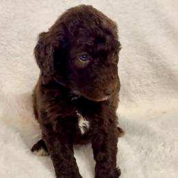 Chocolate Female (purple collar) - Brown female Poodle puppy in Mendenhall, Mississippi from Red Bayou Kennels, LLC