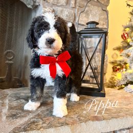 Pippa - Tri-color female Bernedoodle puppy in Salina, Oklahoma from Hudson Shore Bernedoodles