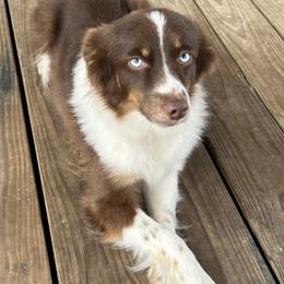 Bingo - Miniature Australian Shepherd