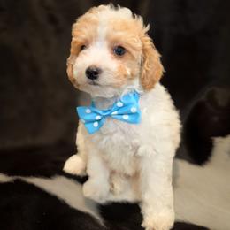 Bailey AKC - Parti male Poodle puppy in Norman, Indiana from Wendy's Dream Poodles
