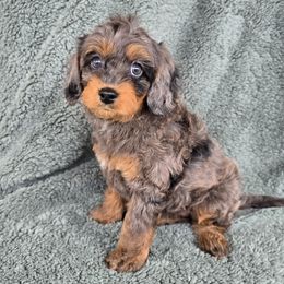 Belle - Merle female Cavapoo puppy in Floyd, Virginia from Hearts and Paws Poodles and Doodles