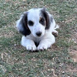 Boy 2 - Blue and tan male Dachshund puppy in Lexington, Oklahoma from Terry's Dachshunds (BooneDox Mini Dachshunds)