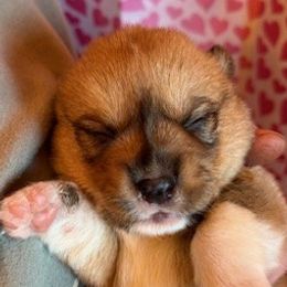 Chappa - Red female Pembroke Welsh Corgi puppy in Riverside, California from Four Aces Corgis
