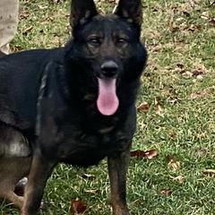Nash - German Shepherd