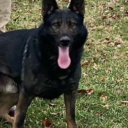 Nash - German Shepherd