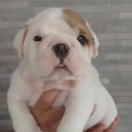 Tank - Fawn and white male Bulldog puppy in Cumming, Georgia from Happy Place Kennels