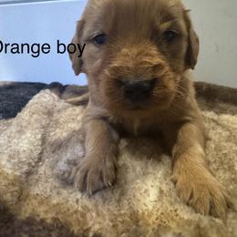 Orange boy - Golden male Golden Retriever puppy in Buchanan, Georgia from Morgan’s Heart of Gold Retrievers