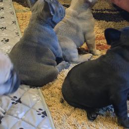 Girl 1 - Blue female French Bulldog puppy in Crane, Missouri from James River French Bulldogs