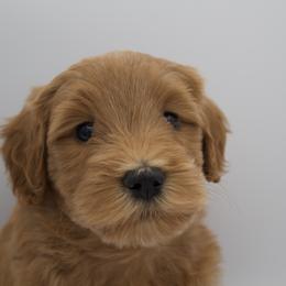 Green - Apricot female Goldendoodle puppy in Medina, Ohio from Farmer Doodles