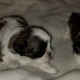 Shih Tzus from Rush's Shih Tzus