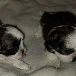 Shih Tzus from Rush's Shih Tzus