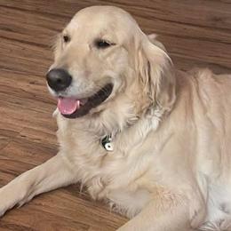 Golden Retriever puppies from VS Golden Fields