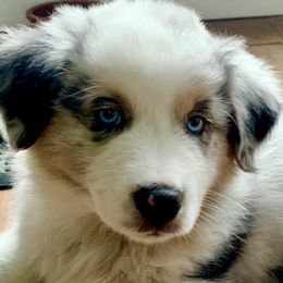 Australian Shepherds from Fetchington Run Australian Shepherds
