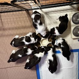 "Pups have figured out how to share" English Springer Spaniel Puppies from DAYSPRINGERS