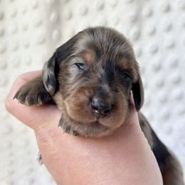 Magnolia - Dapple female Dachshund puppy in Mascot, Tennessee from Magnolia Pearl Dachshunds