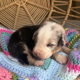 Theodore - Blue merle male Australian Shepherd puppy in Grants Pass, Oregon from Carmel Mountain Aussies