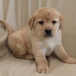 Flurry - Yellow female Labrador Retriever puppy in Camden, Indiana from Camden's Caring Canines