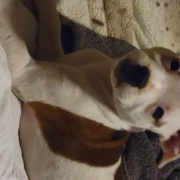 Staffordshire Bull Terrier Puppies from Empire Kennel Staffords