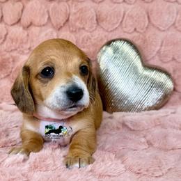 Cinnamon AKC - Red female Dachshund puppy in South Easton, Massachusetts from Depot Dachsies