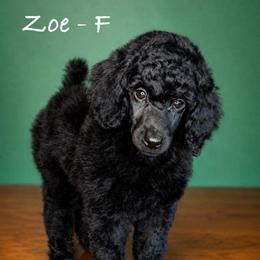 Zoe - Black female Poodle puppy in Greenwich, New York from MizzElle’s Standard Poodles