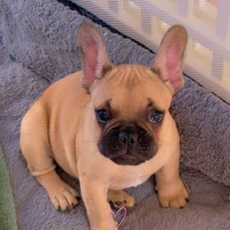 Macchiato - Fawn male French Bulldog puppy in Monrovia, Maryland from Frederick Frenchies