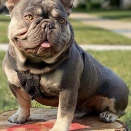 French Bulldogs from Bullmatic Kennels LLC