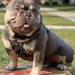 French Bulldogs from Bullmatic Kennels LLC