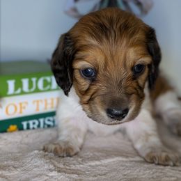 Dachshund Puppies from Megan ROUECHE