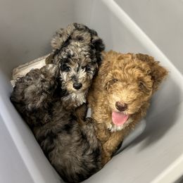 Aussiedoodle Puppies from Sister Doodles