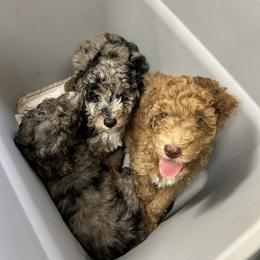 Aussiedoodle Puppies from Sister Doodles