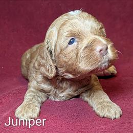 Juniper - Buff male Cockapoo puppy in Sunset, Louisiana from Cano Cockapoos