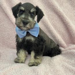 Mae Male 2 - Black and silver male Miniature Schnauzer puppy in Pageland, South Carolina from New Haven Farms