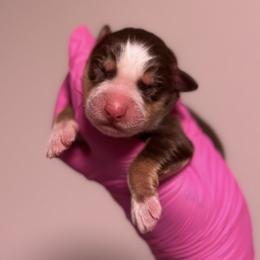 Rose - Red tri-color female Australian Shepherd puppy in Orlando, Florida from Skaky Shepherds