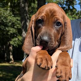 Pumpkin  (orange collar) - Redbone Coonhound puppy from Cedar Forest Redbones
