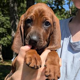 Pumpkin  (orange collar) - Redbone Coonhound puppy from Cedar Forest Redbones