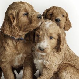 Goldendoodles from Valley Goldendoodles