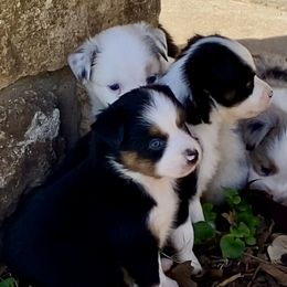 Australian Shepherd, Miniature Australian Shepherd, and Toy Australian Shepherd Puppies from Hunt Farms Mini Aussies