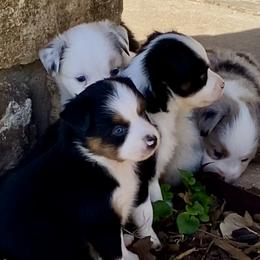 Australian Shepherd, Miniature Australian Shepherd, and Toy Australian Shepherd Puppies from Hunt Farms Mini Aussies