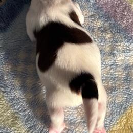 DB2 - Red and white male Shih Tzu puppy in Madras, Oregon from Maridee’s ShihTzu