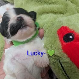 Lucky - Black and white male Havanese puppy in Anderson, South Carolina from Moe's Goldens and HavAntics