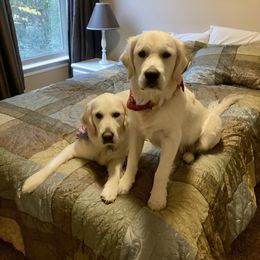 Golden Retriever Puppies from English Creamery Golden Retrievers