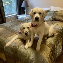 Golden Retriever Puppies from English Creamery Golden Retrievers