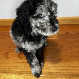 Stitch (light blue collar) - Merle Goldendoodle puppy in Byron Center, Michigan from The Perfect Doodle Paw