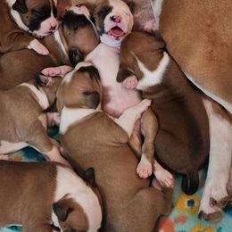 American Staffordshire Terrier Puppies from Homegrown Amstaffs