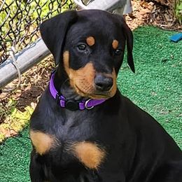 Boy 5 - Doberman Pinscher puppy in Connecticut from Amity Doberman Pinschers