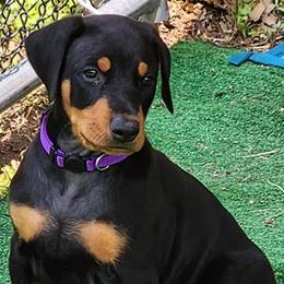 Boy 5 - Doberman Pinscher puppy in Connecticut from Amity Doberman Pinschers