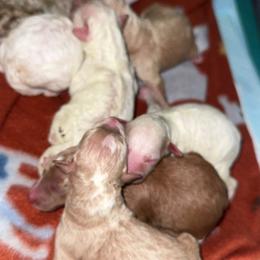 Aussiedoodle puppies from Stocktons Doxies & Poodles