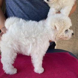 Bichon Frises from Drumhills Kennel